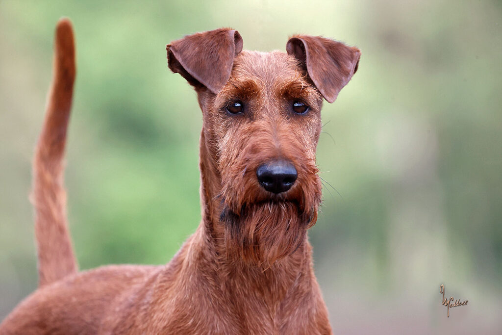 Sielunkumppanini Irish Terrier