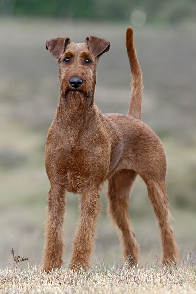 Sielunkumppanini Irish Terrier