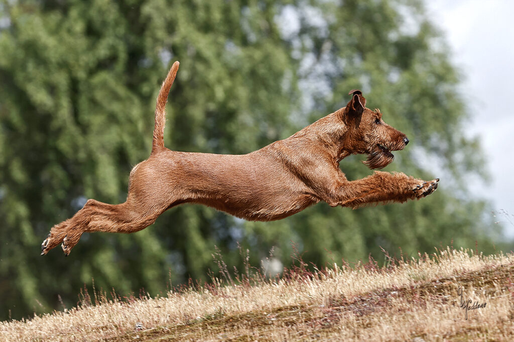 Sielunkumppanini Irish Terrier