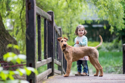 of-the-hunterriers-portrait-eszter4