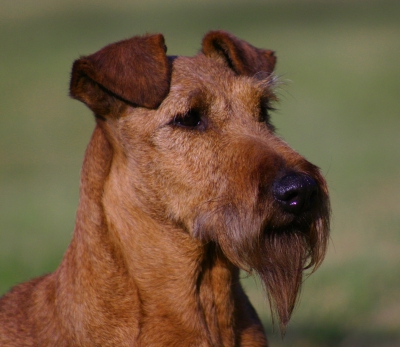 of-the-hunterriers-portrait-portre2